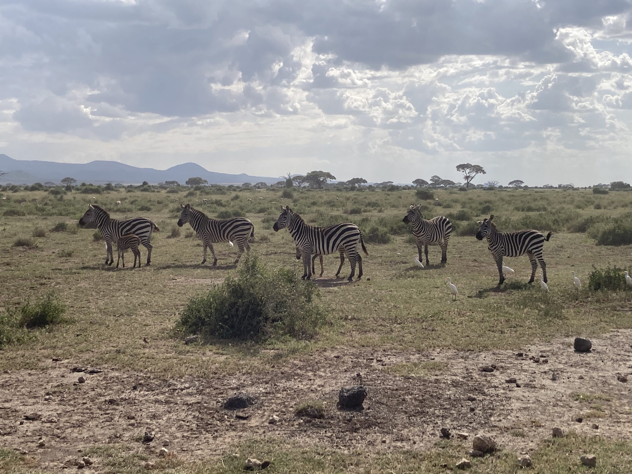 アフリカのサファリを最大限楽しむ方法を大公開！
